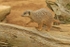 Meerkat on the move (Colchester Zoo)
