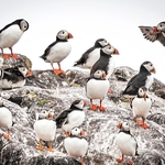 BBW-28-Puffin landing Party