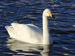 Whooper Swan portfolio