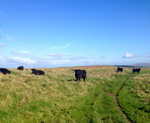 On The Hill