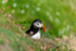 Puffin at Saltee Island in County Wexford