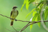 Piratic Flycatcher perched, Gamboa, Panama