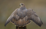 COMMON BUZZARD