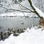 Winter portfolio