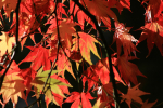 Westonbirt _WB011