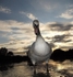 Swan in Dusk 1