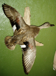 BRISENO