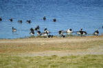 Barnacle Geese
