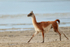Guanaco running, Laguna Amarga, Torres del Paine, Chile