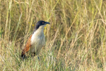Coppery-tailed Coucal