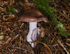 Wood Blewit