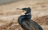 Cormorant