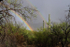 Saguaro National Park Rainbow