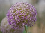 Alium Head