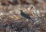 Tree Pipit