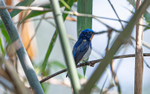 Sapphire Flycatcher