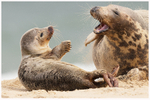 Territorial Dispute 