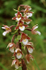 Marsh Helleborine