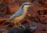 Nuthatches,Treecreepers portfolio