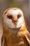 European Barn owl tyto alba gulgutta-9525