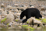 Black bear on the beach