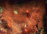 Phorbas fictitius TBC