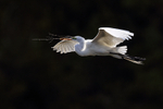 Great Egret flying, dark background - Venice Rookery, Florida