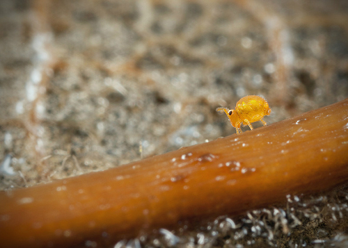 On the underside of a fallen leaf. Warwickshire, November 2012. Less than 1mm.