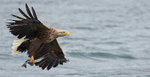 WHITE TAILED EAGLE, ISLE OF MULL, SCOTLAND