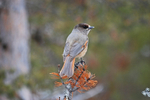 Siberian Jay