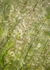 4th June Summer Grasses