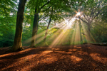 z1435 Early Morning, Borthwood Copse 2jpg
