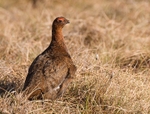 Red Grouse