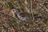 Fieldfare eating a berry in a bush