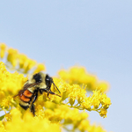 Tricoloured Bumblebee Orange-belted Bumble bee
