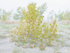 YOUNG COTTONWOOD - LONG POINT BEACH