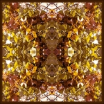 Inside nature's cathedral2