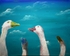 Pop Geese, Blue