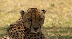 Cheetah 2