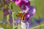 Small Skipper