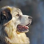 Pyrenean Mountain dog
