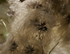 strands