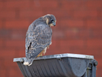 Peregrine Falcon - Falco peregrinus