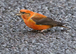 Crossbill 4