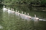 Swans and Cygnets