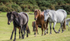 New Forest Ponies