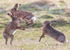 BOXING HARES 1