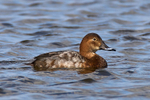 Pochard (female)