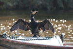 Cormorant
