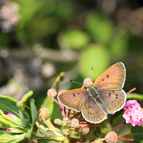 A male bog copper butterfly.